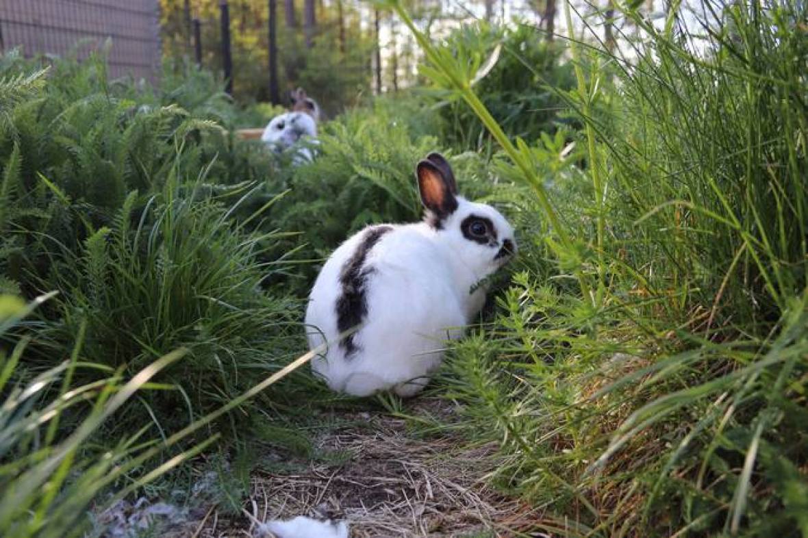 Ungiftige pflanzen für kaninchen