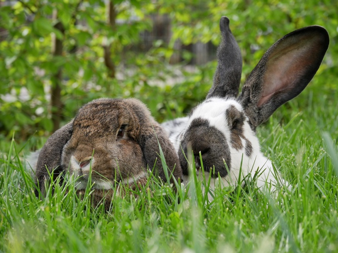 Kaninchenschutz Newsletter 04 2021