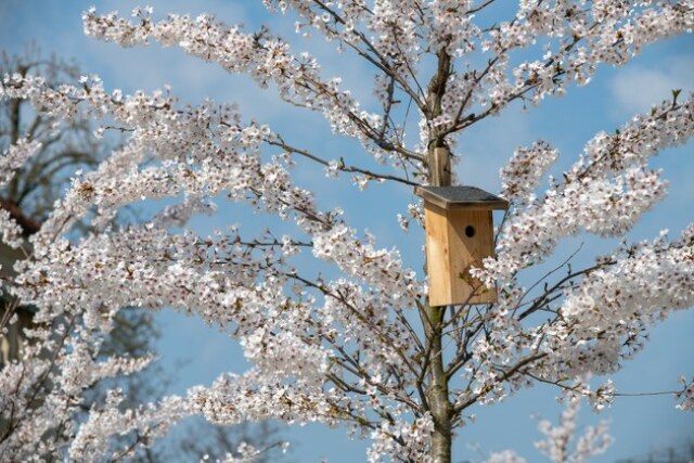 Foto eines blühenden Kirschbaumes mit Vogelhäuschen. 