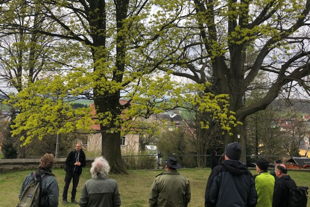 Das Foto zeigt Dr. Sebastian Dittrich vor Naturdenkmal-Bäumen. Er spricht vor einer Gruppe. Die Betrachter:innen des Fotos sehen die Zuhörer:innen, im Bild sind sieben Personen zu sehen, von hinten.