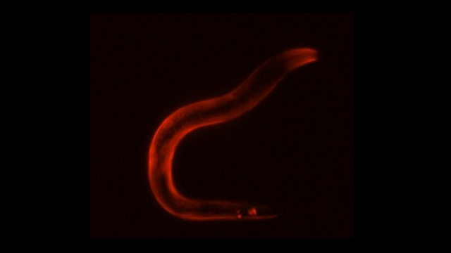 Aufnahme des Körpers des Wurms C. elegans 