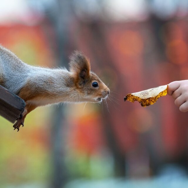 Ein Eichhörnchen streckt sich zu einem Blatt, dass von einer Hand gehalten wird. Der Hintergrund ist unscharf.
