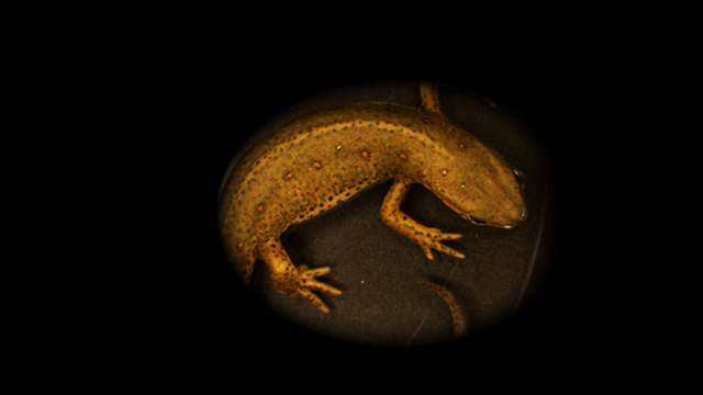 Ein gelb-brauner Salamander in Form einer Eidechse mit roten Punkten auf dem Rücken auf dunklem Grund.