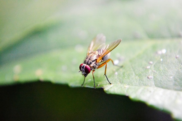 A picture of a fruit fly sitting on the edge of a leaf.