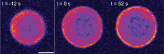 Three images of cells displayed side by side, the center is purple and the edges are orange, the last image shows the outer ring with higher intensity of orange.