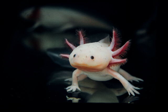 Ein Foto des Axolotl, eines mexikanischen Salamanders. Das Tier ist blass weißlich mit drei rosa Kiemen auf jeder Seite des Kopfes