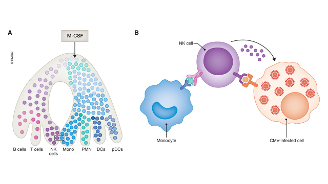 On the left, an umbrella-like shape labeled M-CSF and dots representing immune cells. Right: a monocyte associated with an NK cell, which in turn is associated with a CMV-infected cell, shown as a round shape containing many virus particles