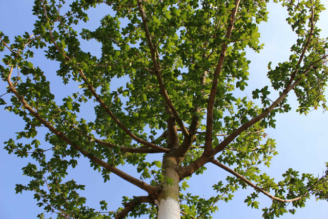 Das Foto zeigt einen Baum mit vielen Blättern. Die Perspektive der Kamera ist von unten nach oben.