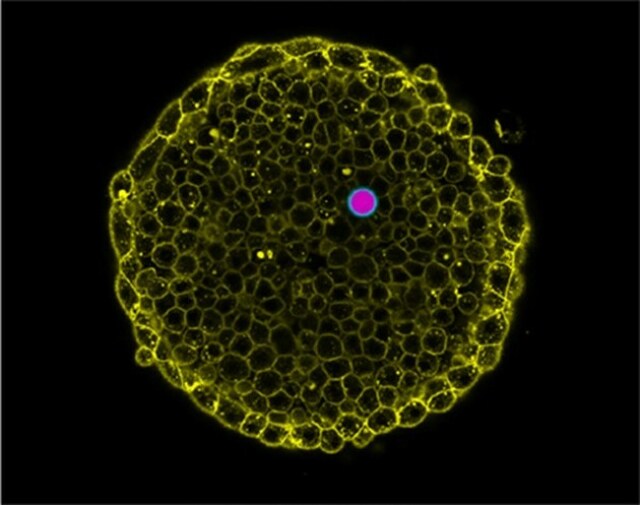 A zebrafish embryo is shown as a circle composed of smaller circles with highlighted edges in yellow. Inside the embryo, the double emulsion droplet is shown as two concentered circles, the inner magenta and the outer circle in cyan.