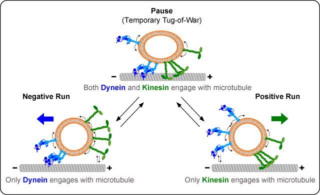 An illustration. Three parts explain: the pause also known as temporary tug of war, the negative run, and the positive run of a cargo on microtubules. In all three images, an oval shape has blue and green noodles. 