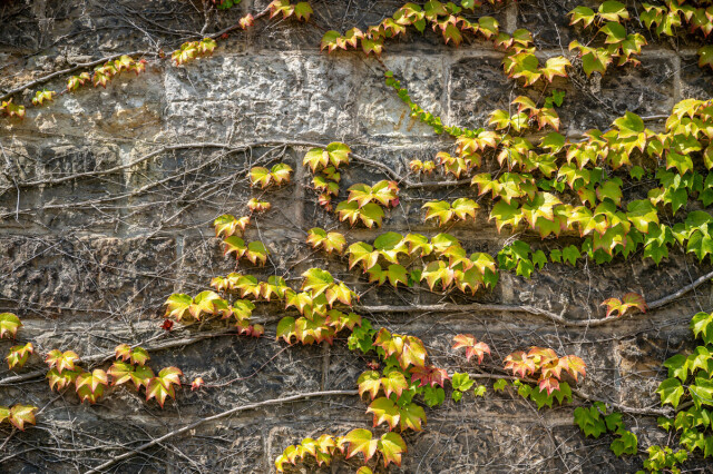 Das Foto zeigt rankende Wein-Blätter an einer Hauswand, die von der Sonne angeschienen werden.