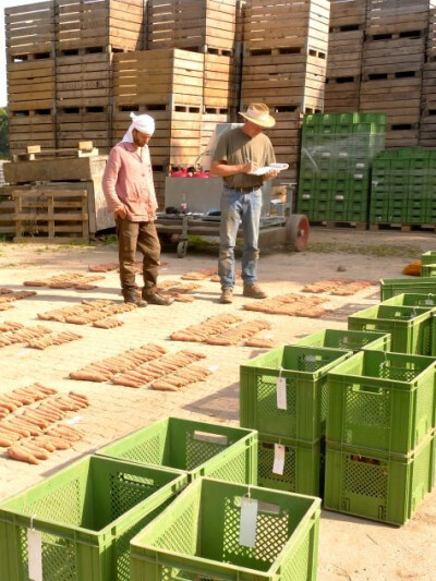 Moehrenbonitur im Projekt EATMORE