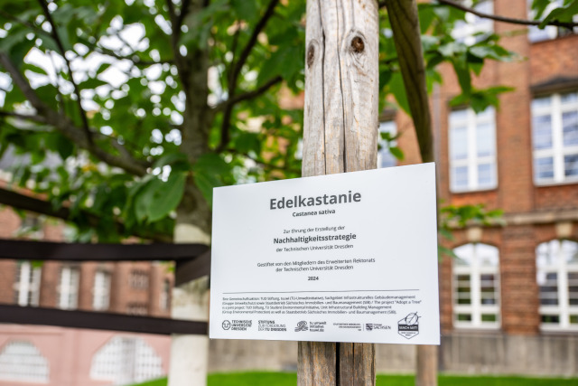 In 2023, TU Dresden adopted a sustainability strategy that was developed with the broad participation of our university community. To mark the occasion, the members of the Extended University Executive Board donated a tree in honor of the sustainability s