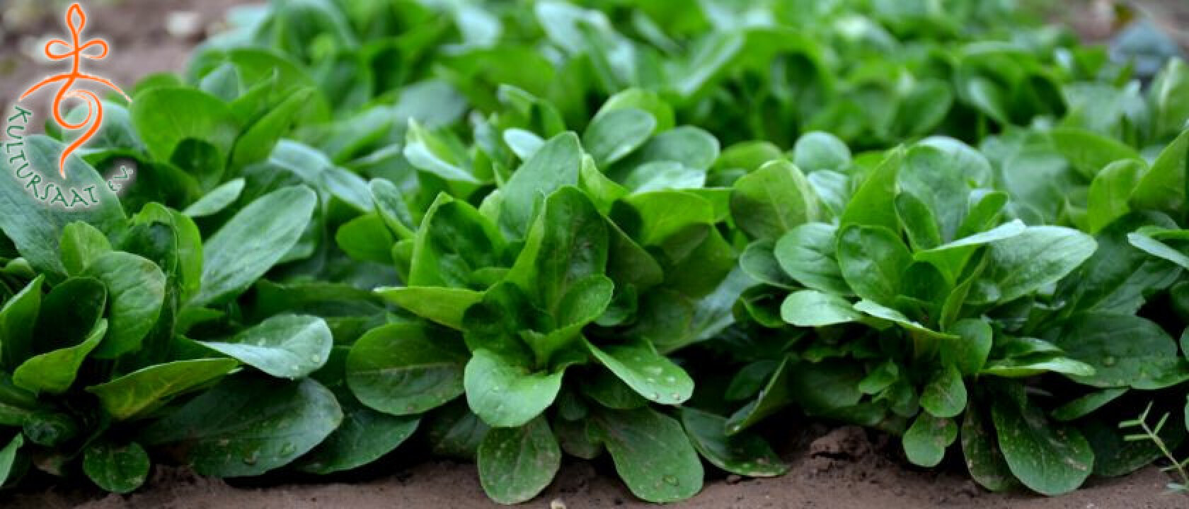 Feldsalat Clarabell - Copyright Kultursaat e.V.