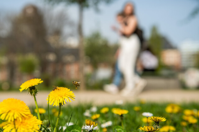 Dandelions with bees