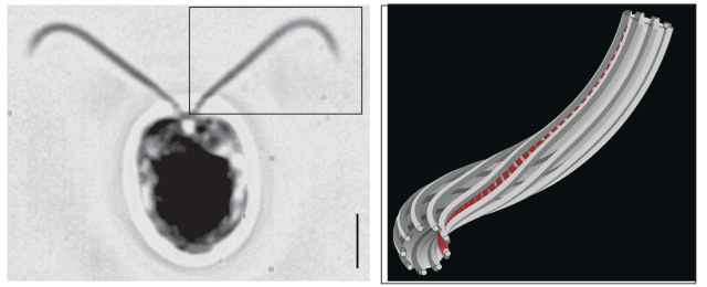 The image is divided into two sections. On the left, there is a black-and-white microscopic photograph showing a round, dark central shape with two thin, elongated structures extending outward. A small inset in the top right corner provides a magnified...