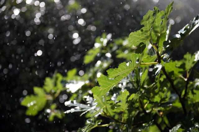 Rain-covered leaves of a tree