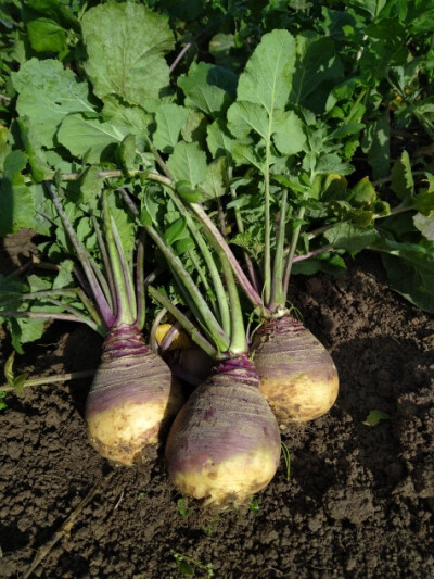 Steckrübe Kultursaat-Sorte Hedwig