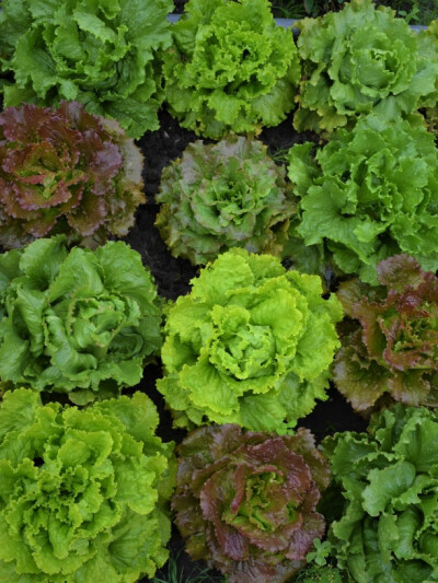 Bataviamischung Colorata