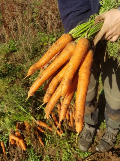 Möhre Kultursaat-Sorte Ronka