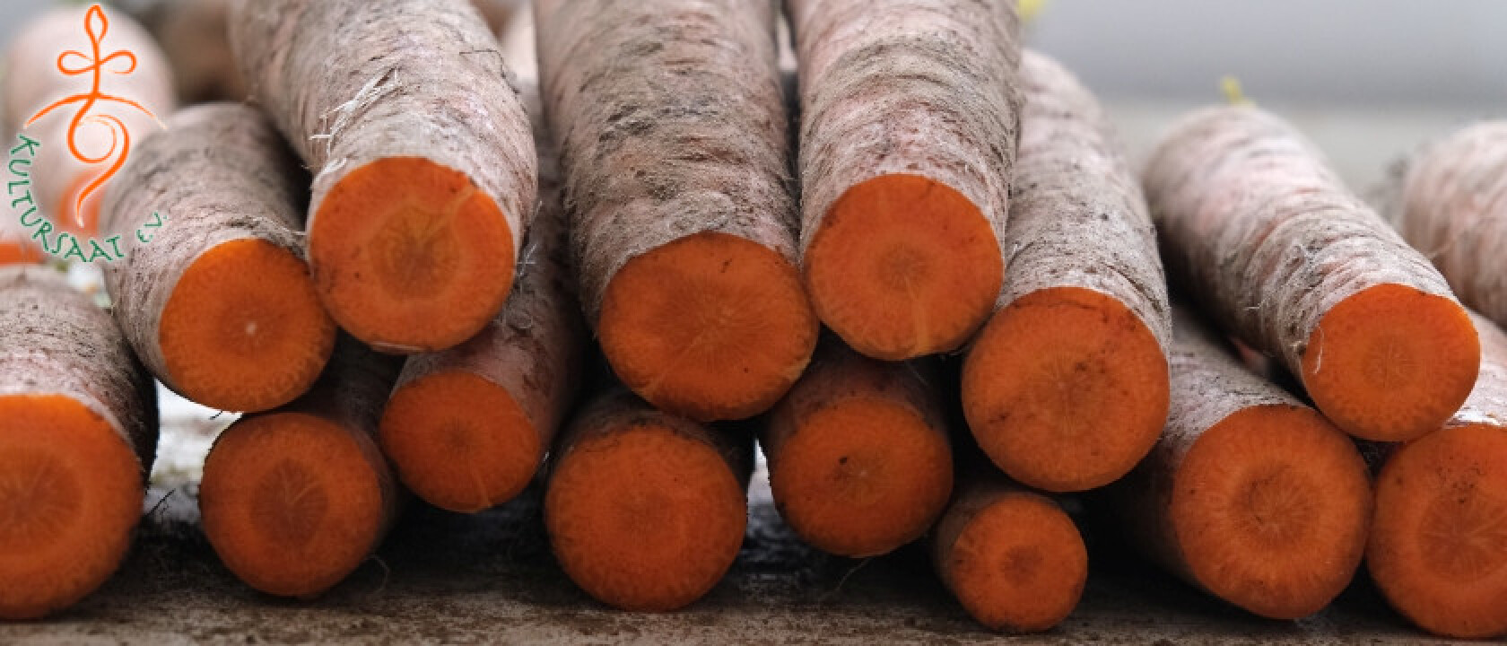 Moehren-Geschmacksselektion - Copyright Kultursaat e.V.